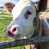 Ovako će izgledati vaš oglas!-1