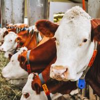 Ovako će izgledati vaš oglas!-4