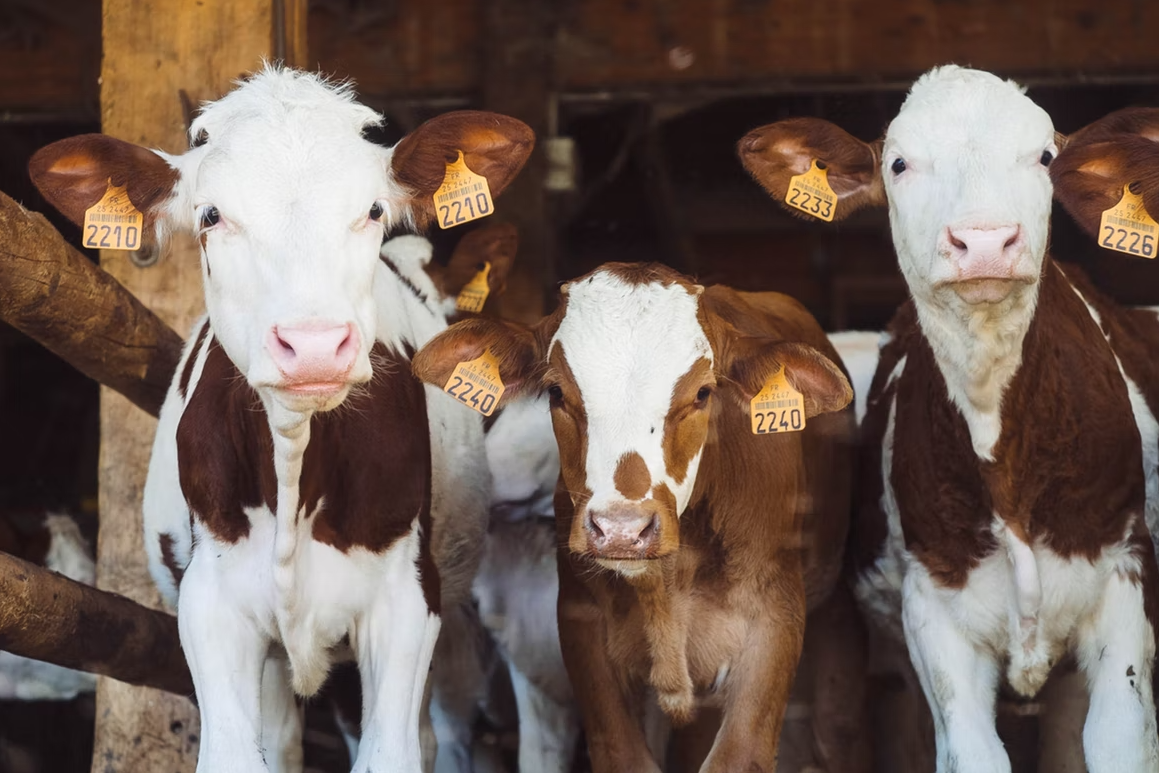 Udruženje „Agroprofit” obezbedilo prodaju junadi i goveđeg mesa